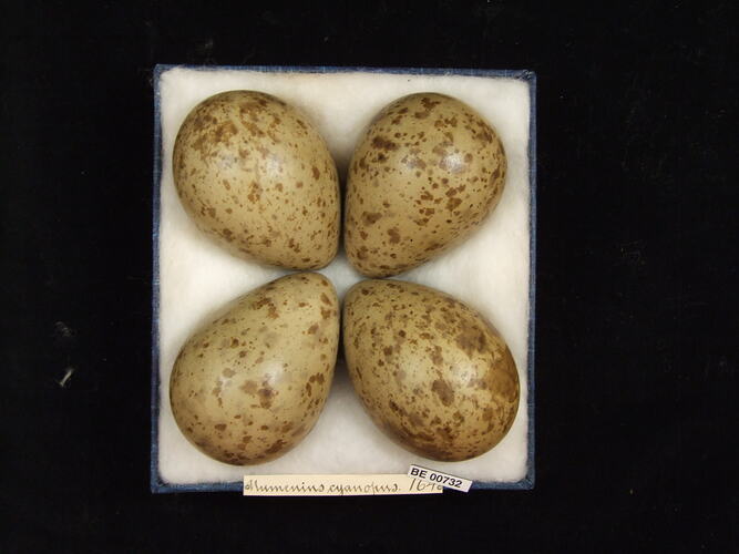 Four bird eggs with specimen labels in box.