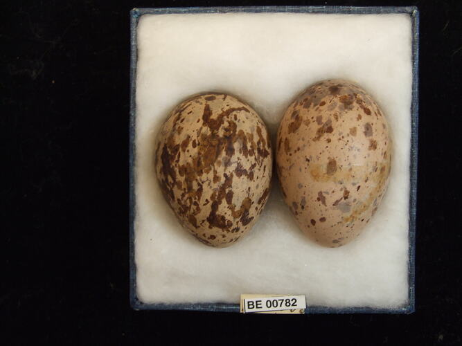 Two bird eggs with specimen labels in box.