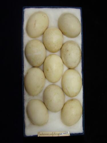 Eleven bird eggs with specimen labels in box.