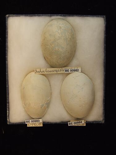 Three bird eggs with specimen labels in box.