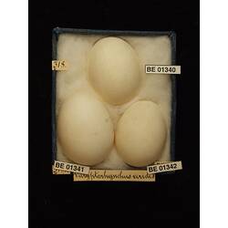 Three bird eggs with specimen labels in box.