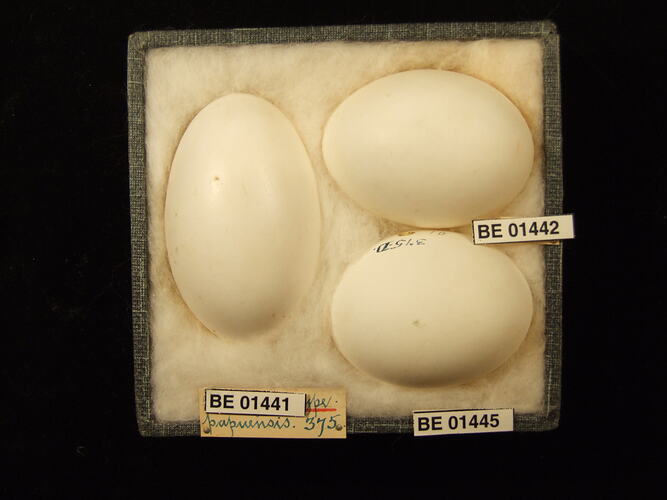 Three bird eggs with specimen labels in box.