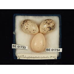 <em>Cuculus pallidus</em>
