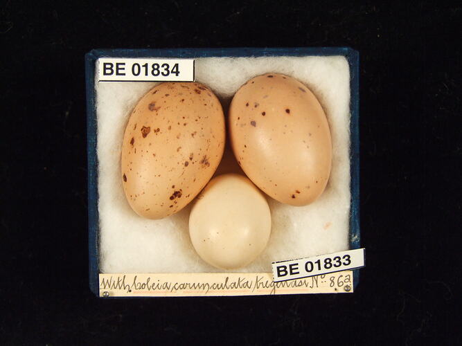 Three bird eggs with specimen labels in box.