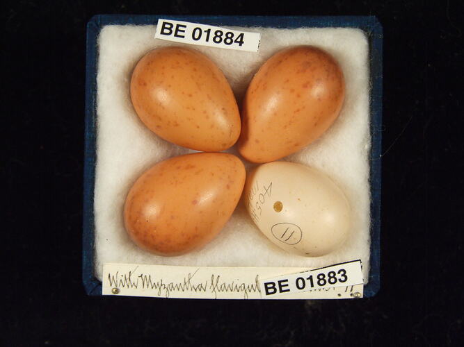 Four bird eggs with specimen labels in box.
