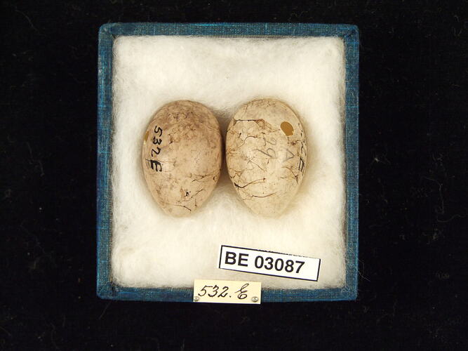 Two bird eggs in box with labels.