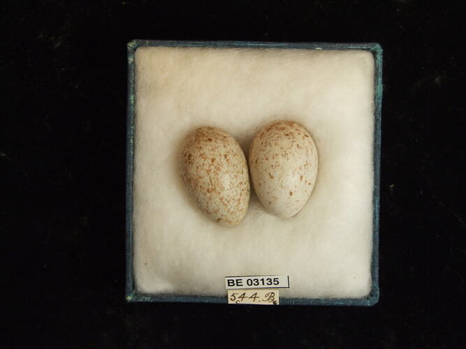 Two bird eggs in box with labels.