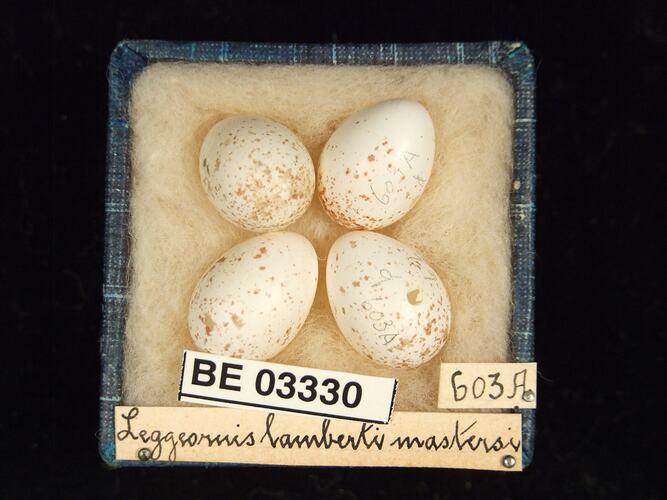 Four bird eggs in box with labels.