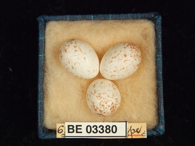 Three bird eggs in box with labels.