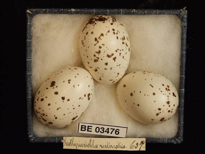 Three bird eggs in box with specimen labels.