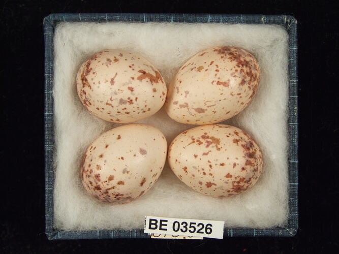 Four bird eggs in box with specimen labels.