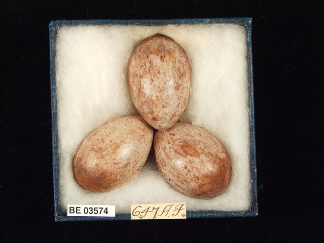 Three bird eggs in box with specimen labels.