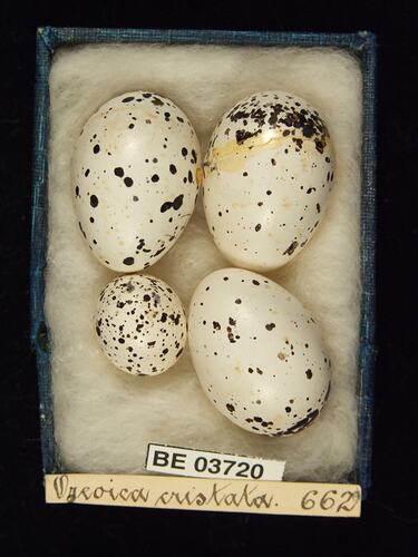 Four bird eggs in box with specimen labels.