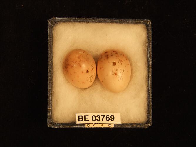 Two bird eggs in box with specimen labels.