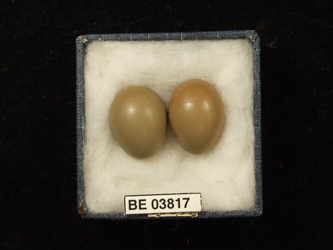 Two bird eggs in box with specimen labels.
