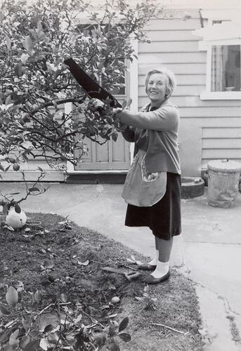 Digital Photograph - Woman Pruning Lemon Tree, Backyard, Ivanhoe, 1958