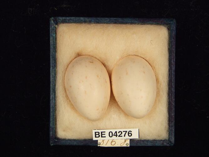 Two bird eggs in box with specimen labels.