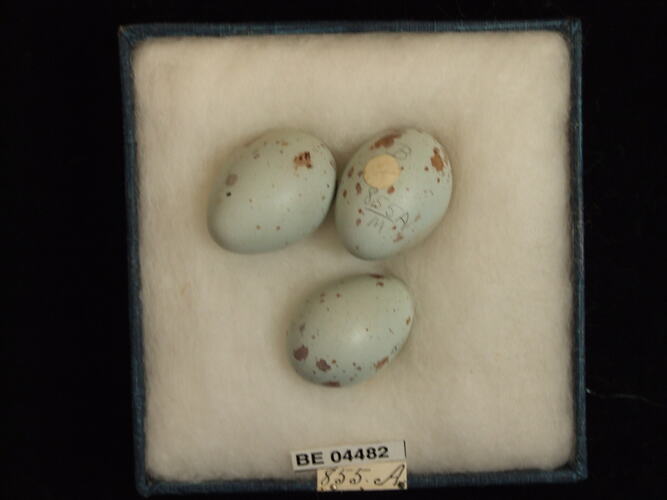 Three bird eggs with specimen labels in box.