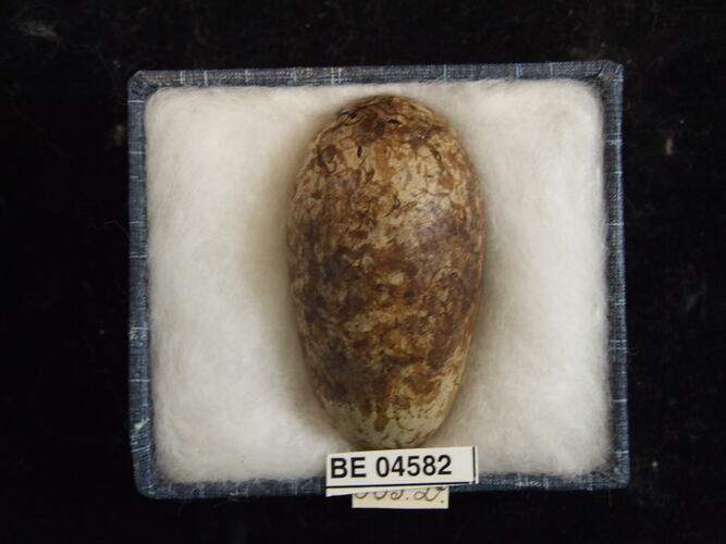 Bird egg with specimen labels in box.