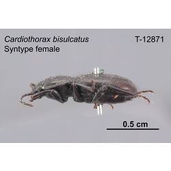 Beetle specimen, female, lateral view.