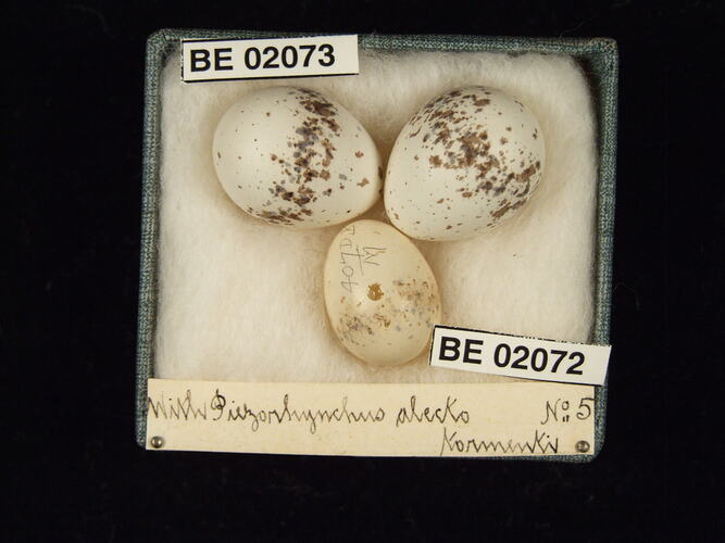 Three bird eggs with specimen labels in box.