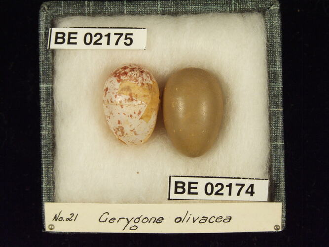 Two bird eggs with specimen labels in box.