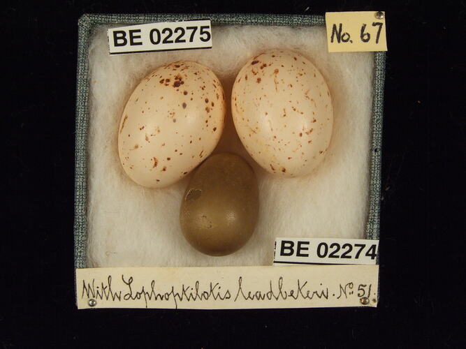 Three bird eggs with specimen labels in box.