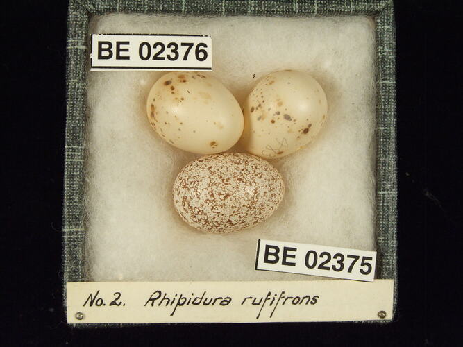 Three bird eggs with specimen labels in box.