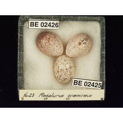 <em>Chrysococcyx basalis</em>