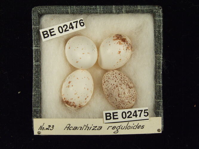 Four bird eggs with specimen labels in box.