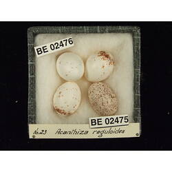 <em>Chrysococcyx basalis</em>