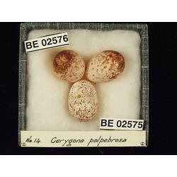 <em>Chrysococcyx minutillus poecilurus</em>