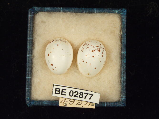 Two bird eggs with specimen labels in box.