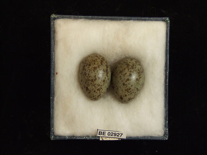 Two bird eggs with specimen label in box.