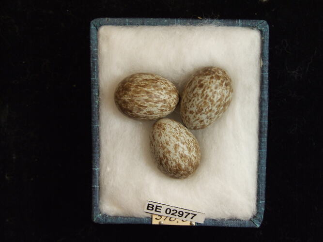 Three bird eggs with specimen label in box.