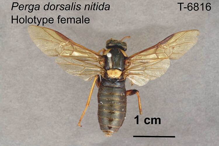 Sawfly specimen, female, dorsal view.