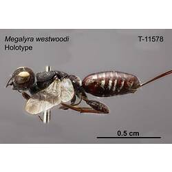 Wasp specimen, lateral view.