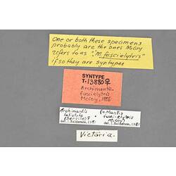 Entomology type specimen labels.