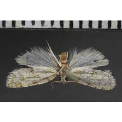 Moth specimen, dorsal view.
