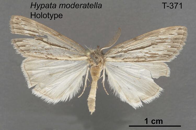 Moth specimen, dorsal view.