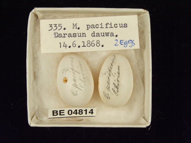 Two bird eggs with specimen labels in box.