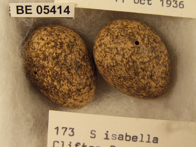 Two bird eggs with specimen labels in box.