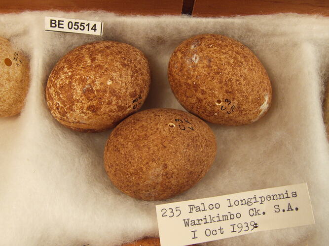 Three bird eggs with specimen labels.