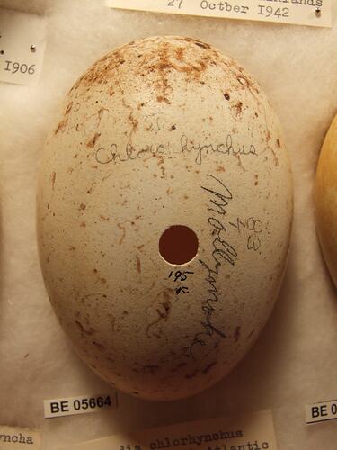 Close up of  bird egg in box.