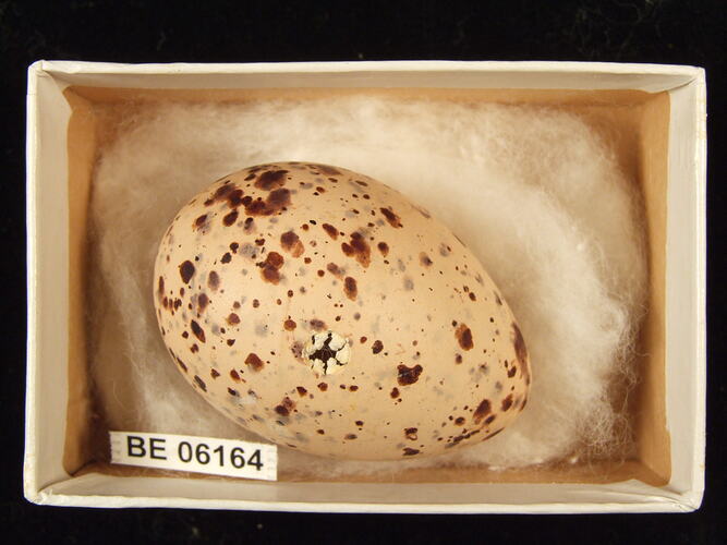 Bird egg with specimen label in box.