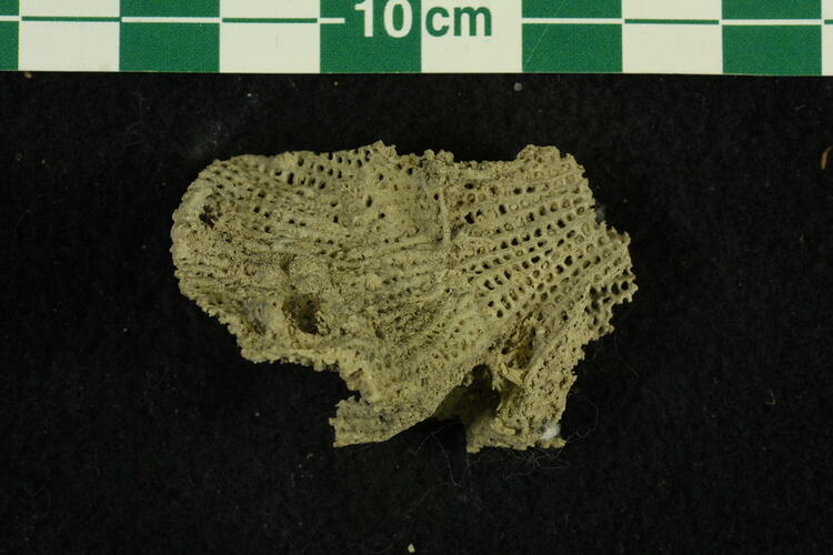 <em>Fenestella</em> sp., bryozoan fossil.  Registration no. P 107088.