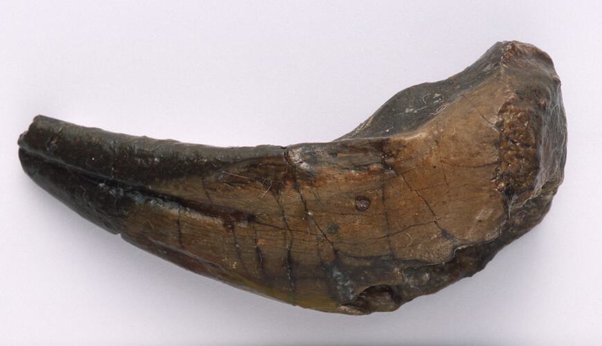 Dinosaur claw specimen.