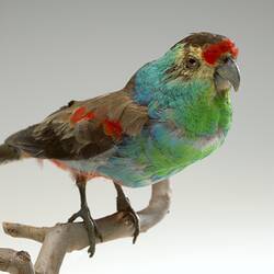 <em>Psephotus pulcherrimus</em>, Paradise Parrot, mount.  Registration no. B 21496.