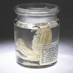 Seastar and specimen labels in jar of ethanol.