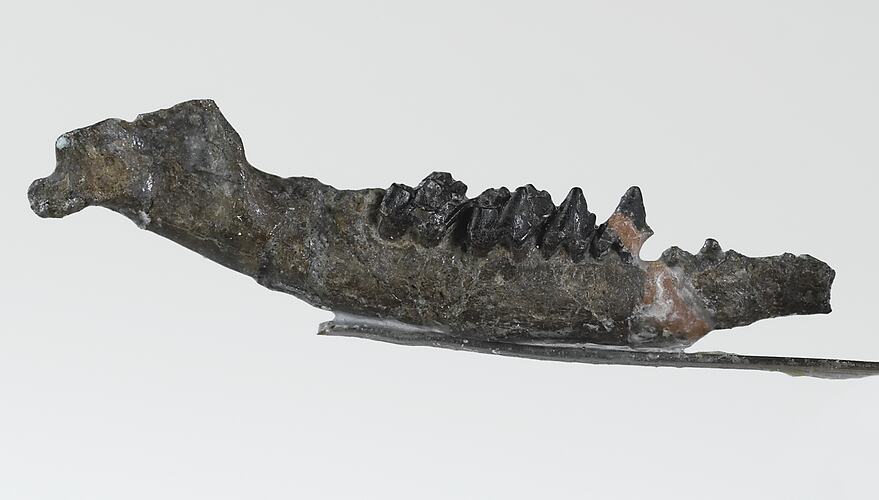 Fossil jaw bone attached to a pin.